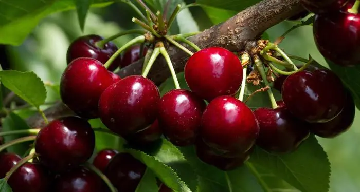 Ciliegie da record in Alta Valsugana: raccolta in crescita del 40%