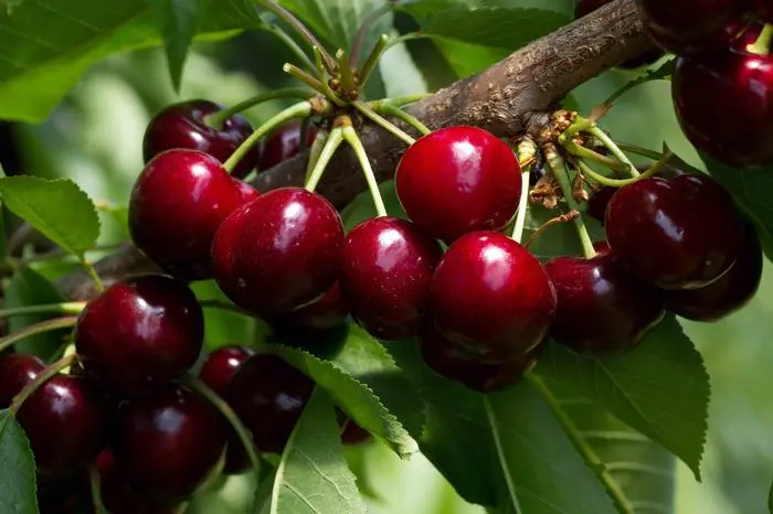 Ciliegie da record in Alta Valsugana: raccolta in crescita del 40%