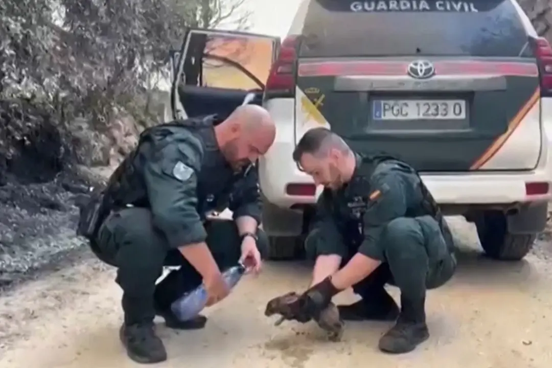 Incendi in Spagna e Francia, disagi anche per gli animali