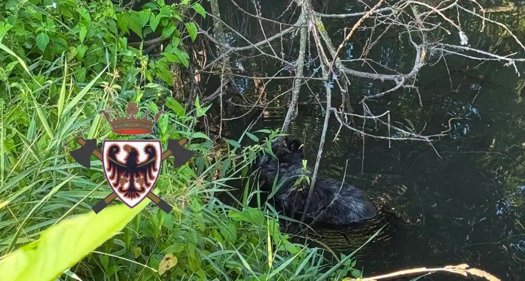 Canzolino, cane disperso finisce nel laghetto: il lieto fine grazie ai pompieri