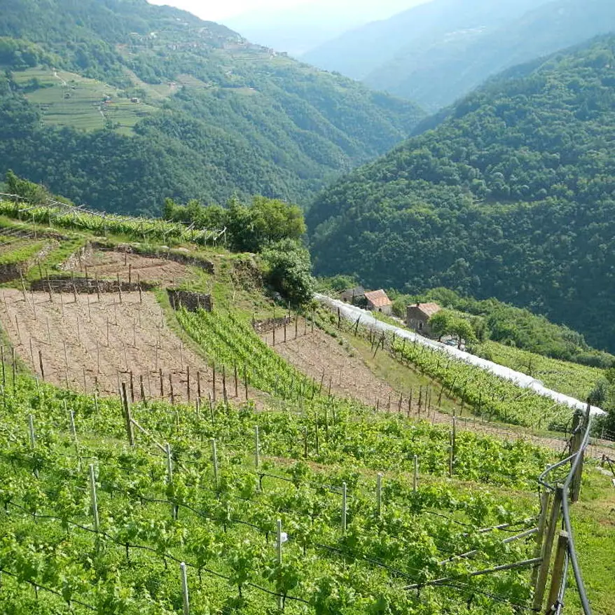 Agricoltura, in Trentino riconosciute le tradizioni della \"ganzega\" e del lavoro solidale tra contadini