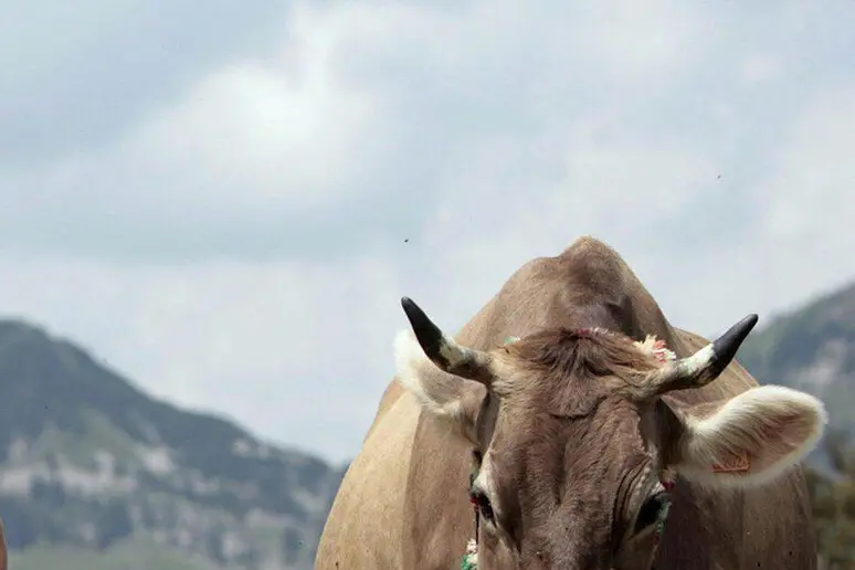 Caricato e calpestato dalle mucche al pascolo: al 70enne oltre 113 mila euro di risarcimento