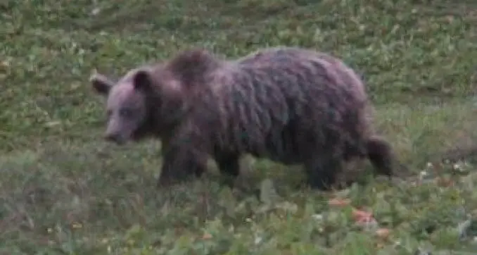 Orso investito sulla Gardesana nei pressi di Vezzano: attivati i controlli del Corpo forestale