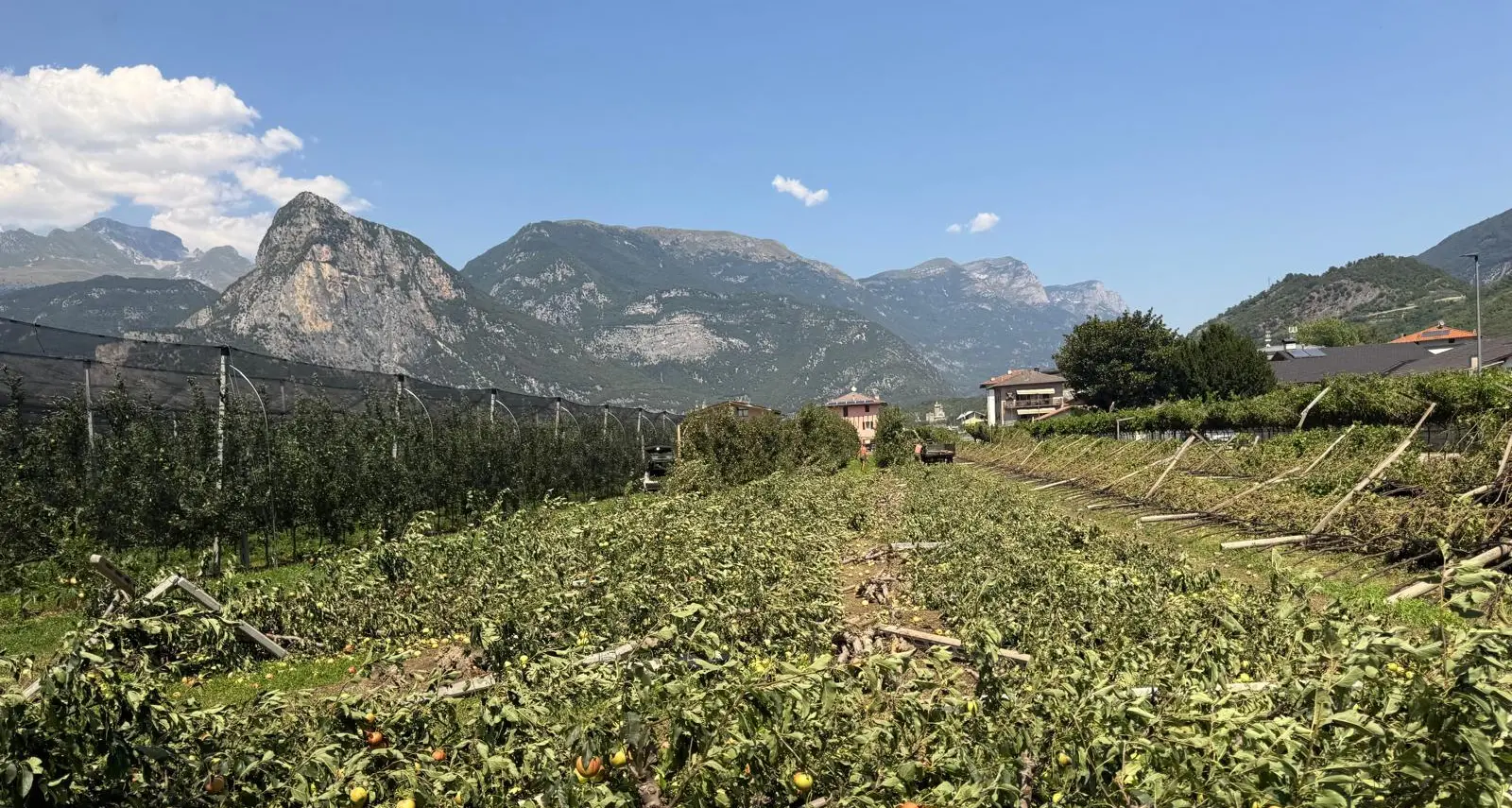 Campi trentini sotto pressione: 100 ettari colpiti da vento e fitopatie