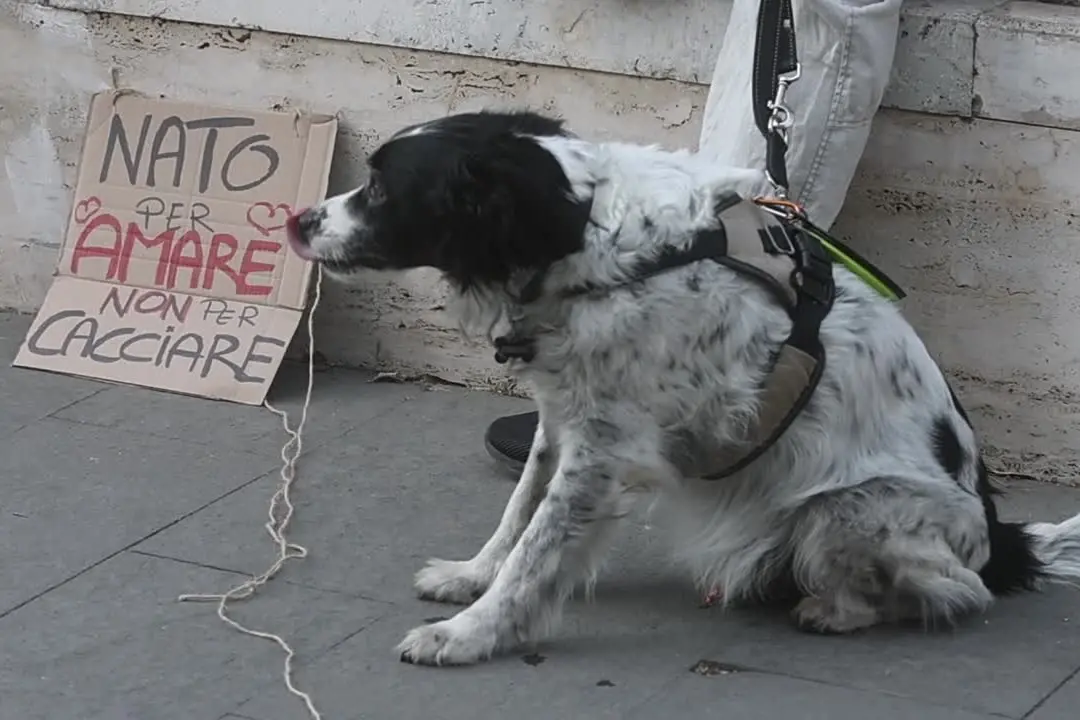 Caccia, protesta contro la legge \"spara-tutto\": \"No alle sentenze di morte\"