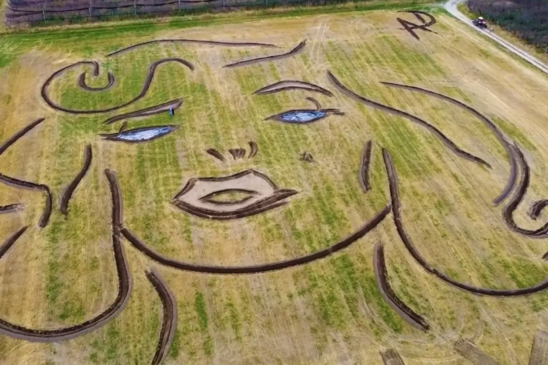 Land art su un campo nel Veronese con il volto di Marilyn Monroe