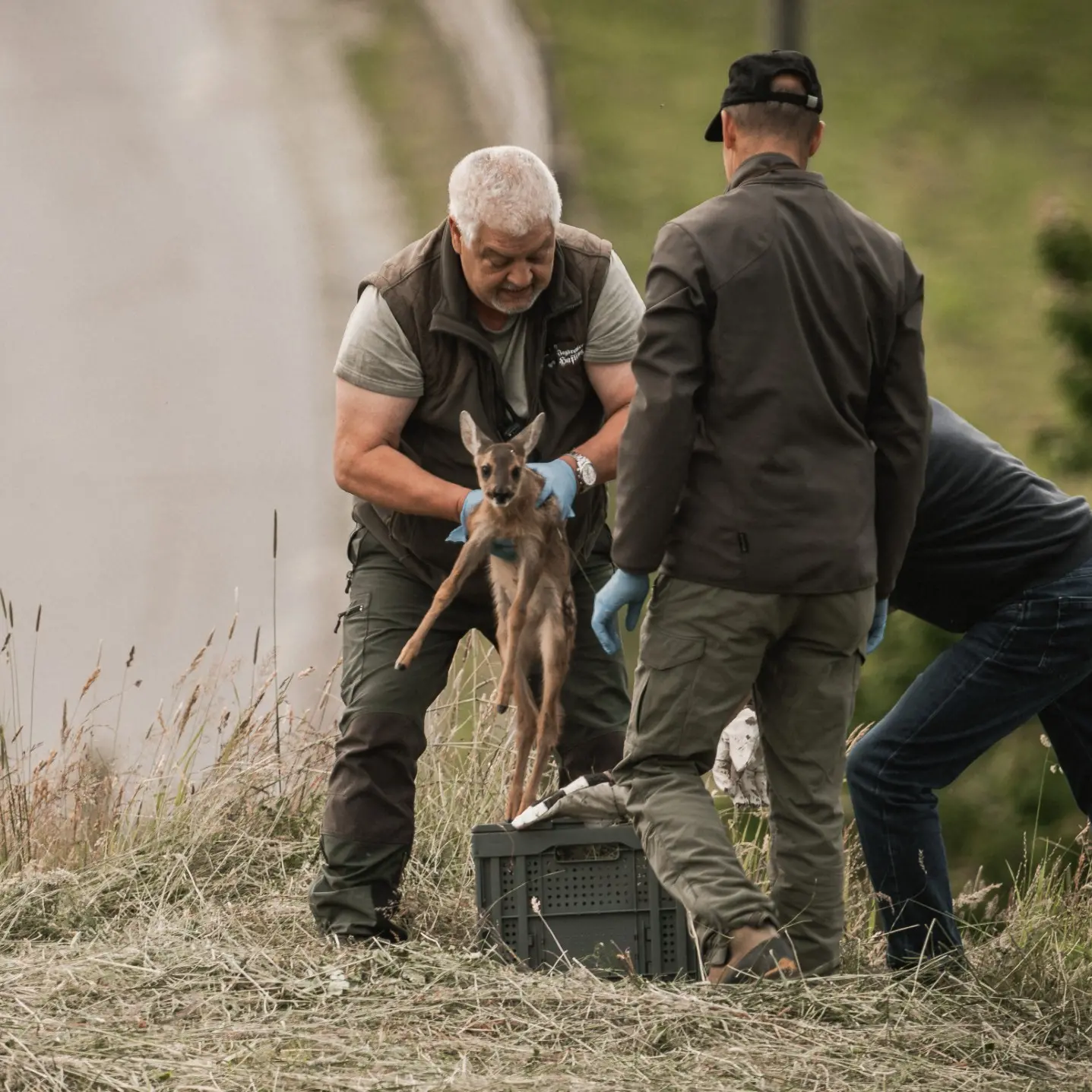 Salvati oltre 2.600 caprioletti in Alto Adige grazie a droni e volontari