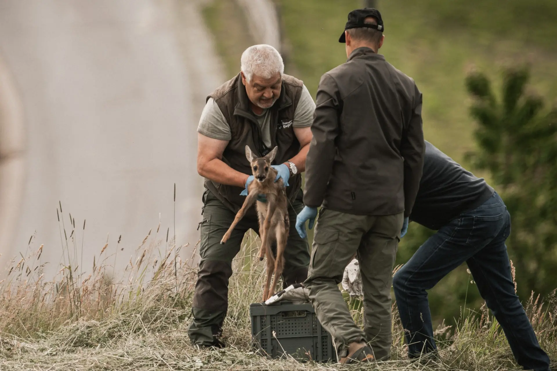 Salvati oltre 2.600 caprioletti in Alto Adige grazie a droni e volontari
