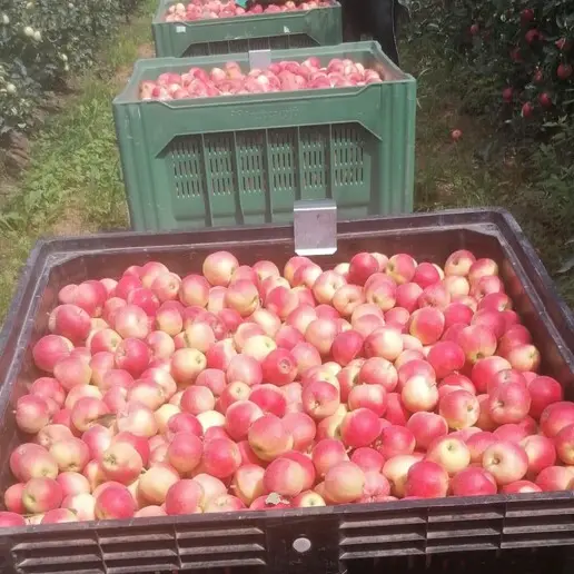 Caldo record, in Trentino parte la raccolta delle mele: si inizia con la Gala