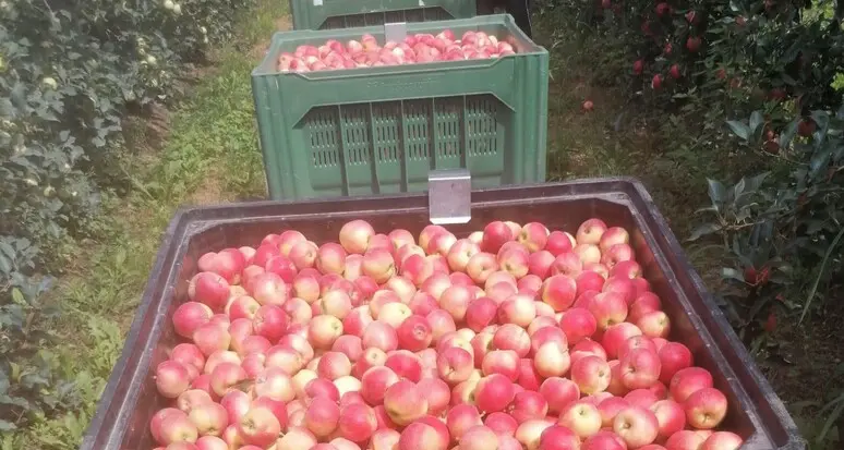 Caldo record, in Trentino parte la raccolta delle mele: si inizia con la Gala