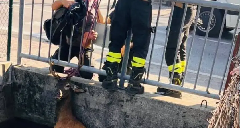 Finisce nella roggia e non riesce a uscire: salvato un cervo