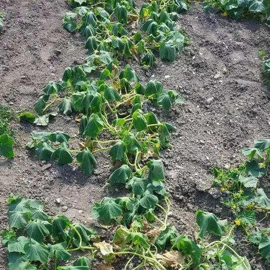 Caldo: vietato irrigare orti e giardini tra le 7 e le 21 in alcune zone di Trento
