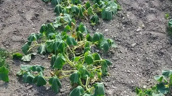 Caldo: vietato irrigare orti e giardini tra le 7 e le 21 in alcune zone di Trento