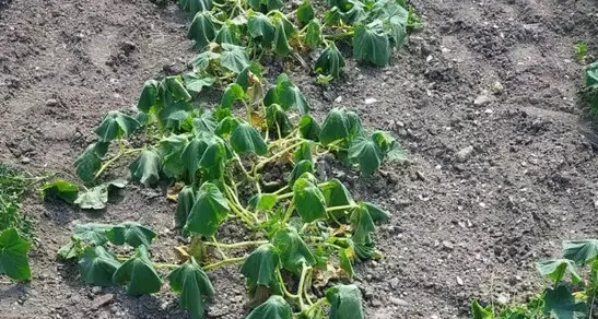 Caldo: vietato irrigare orti e giardini tra le 7 e le 21 in alcune zone di Trento