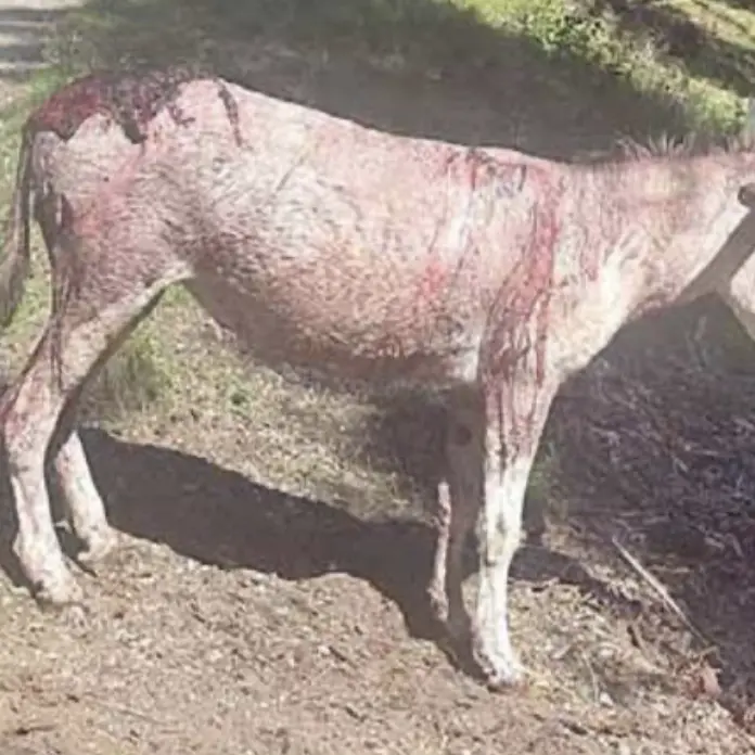 «Da veterinaria non accetto più di ritrovare vacche e asini dilaniati nei pascoli”