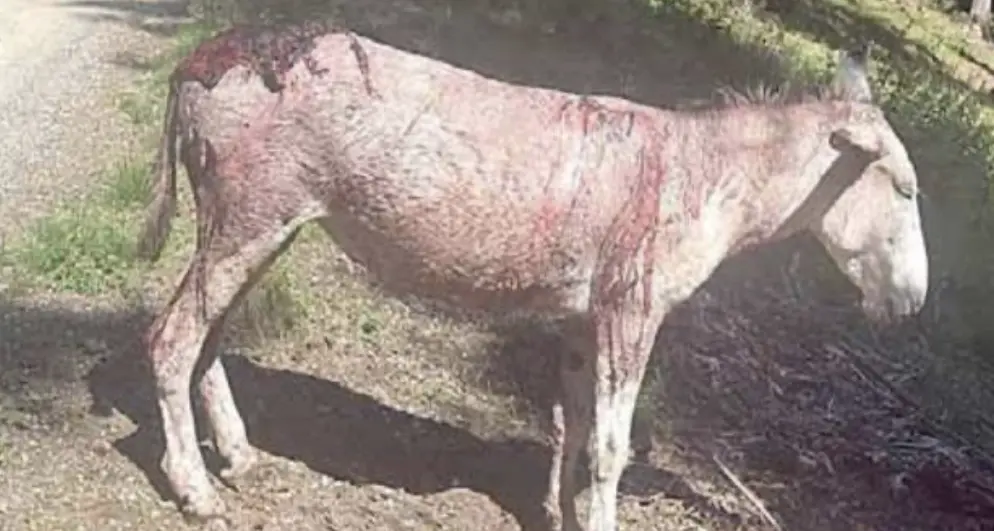 «Da veterinaria non accetto più di ritrovare vacche e asini dilaniati nei pascoli”