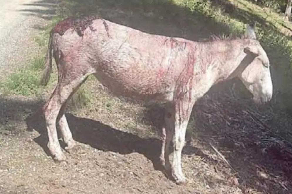 «Da veterinaria non accetto più di ritrovare vacche e asini dilaniati nei pascoli”
