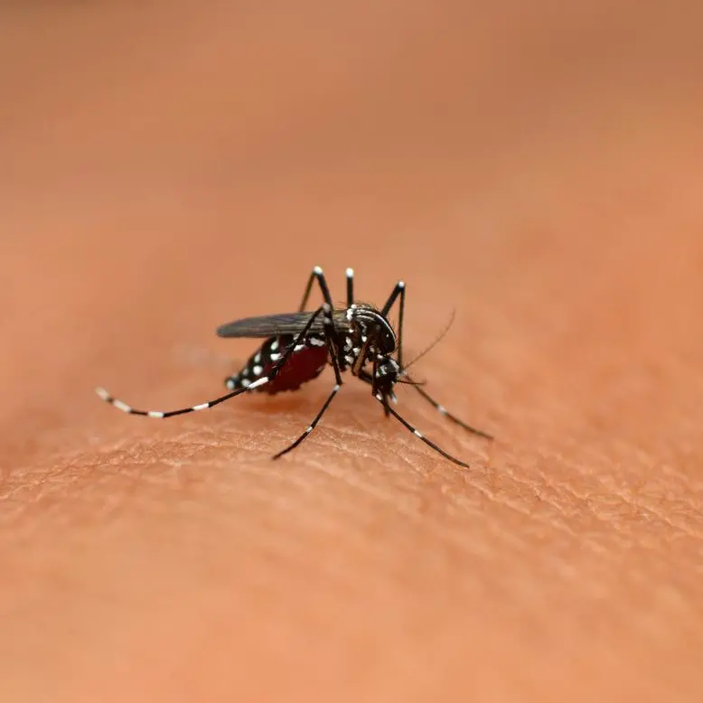 Carisolo, caso di Dengue dopo un viaggio all’estero: scatta la disinfestazione