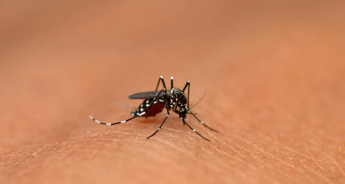 Carisolo, caso di Dengue dopo un viaggio all’estero: scatta la disinfestazione