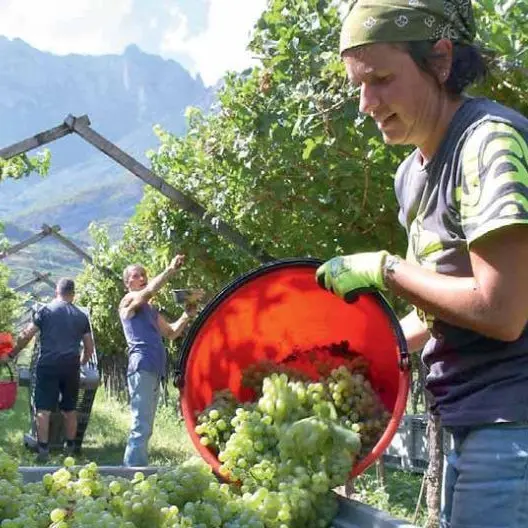 In Trentino una vendemmia minata dal caldo