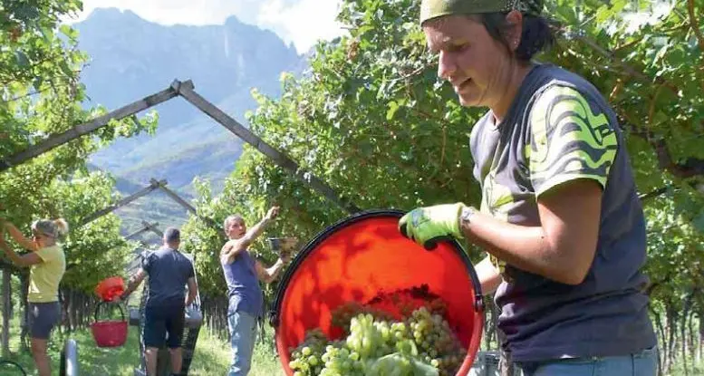In Trentino una vendemmia minata dal caldo