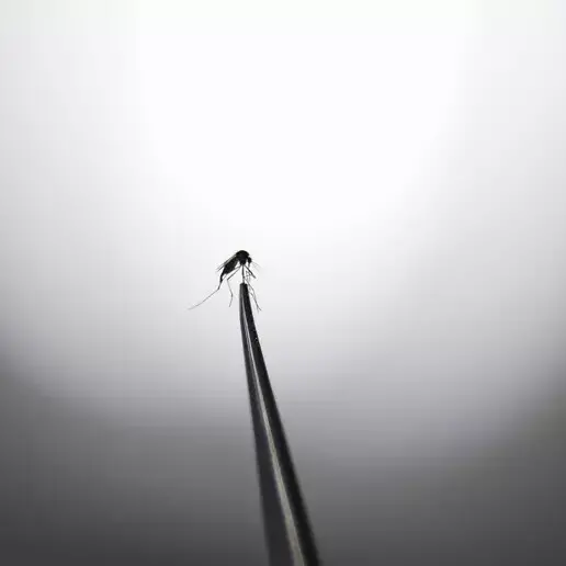 Dengue a Carisolo, conclusa la disinfestazione: «Nessun focolaio locale»