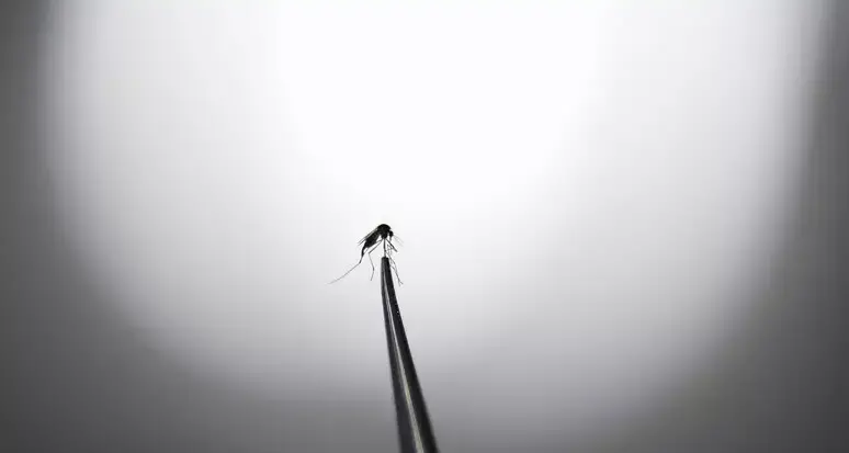 Dengue a Carisolo, conclusa la disinfestazione: «Nessun focolaio locale»
