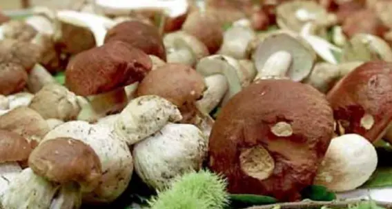Il gran caldo e la siccità frenano i funghi: cestini vuoti