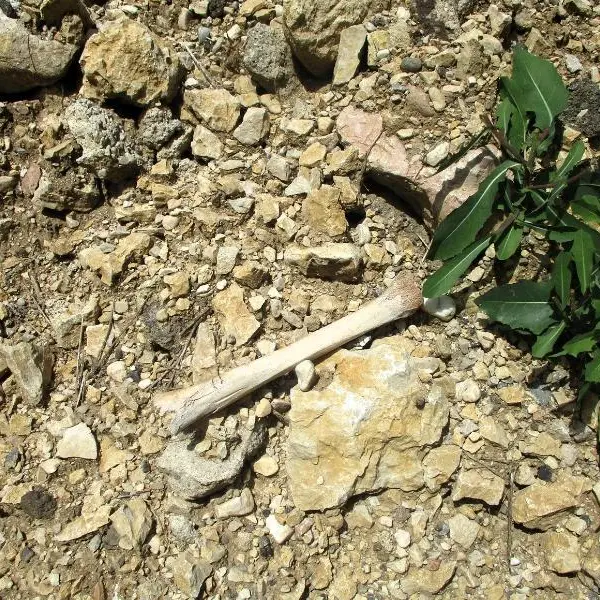 Ossa abbandonate nella ex cava: il Comune denuncia