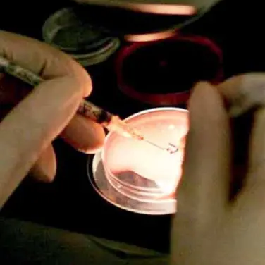 Ovociti a singhiozzo: centro di procreazione assistita in difficoltà