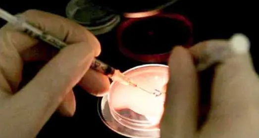 Ovociti a singhiozzo: centro di procreazione assistita in difficoltà