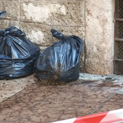 Trento, sciame d’api invade il marciapiede in via Cavour: area transennata