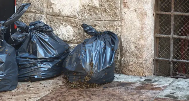 Trento, sciame d’api invade il marciapiede in via Cavour: area transennata