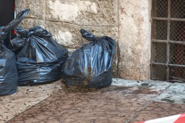 Trento, sciame d’api invade il marciapiede in via Cavour: area transennata