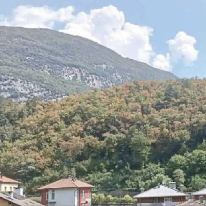 Il caldo brucia i boschi, alberi gialli come in autunno