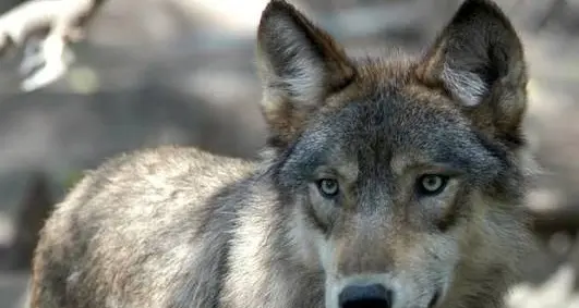 Lupo, terza aggressione a un bambino: parchi chiusi e via alla cattura