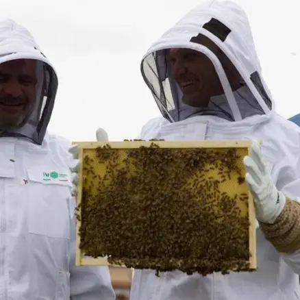 Furto di miele a Collepietra: migliaia di api perdono la vita