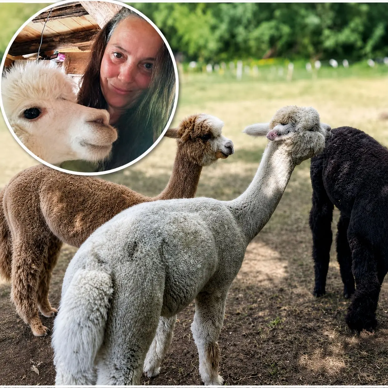Alpaca senza prato, scatta la solidarietà