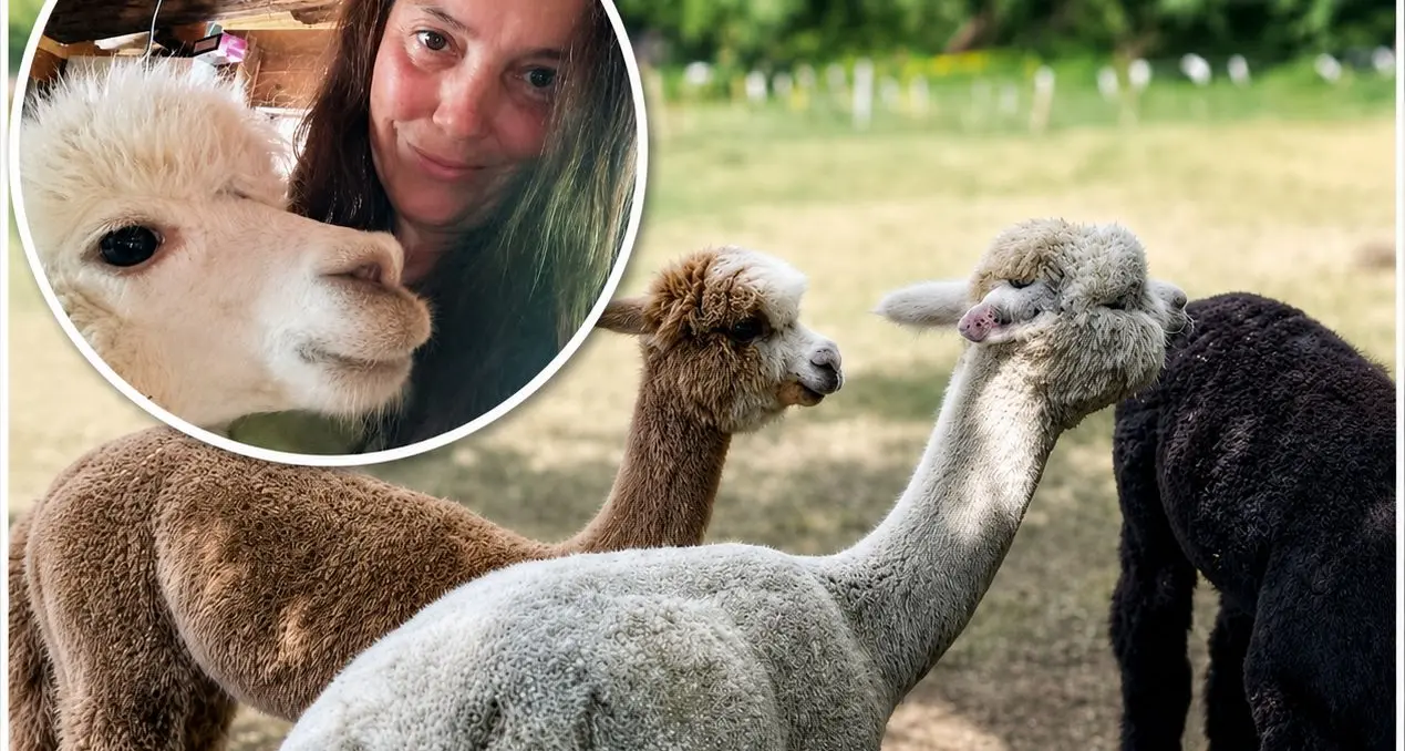 Alpaca senza prato, scatta la solidarietà