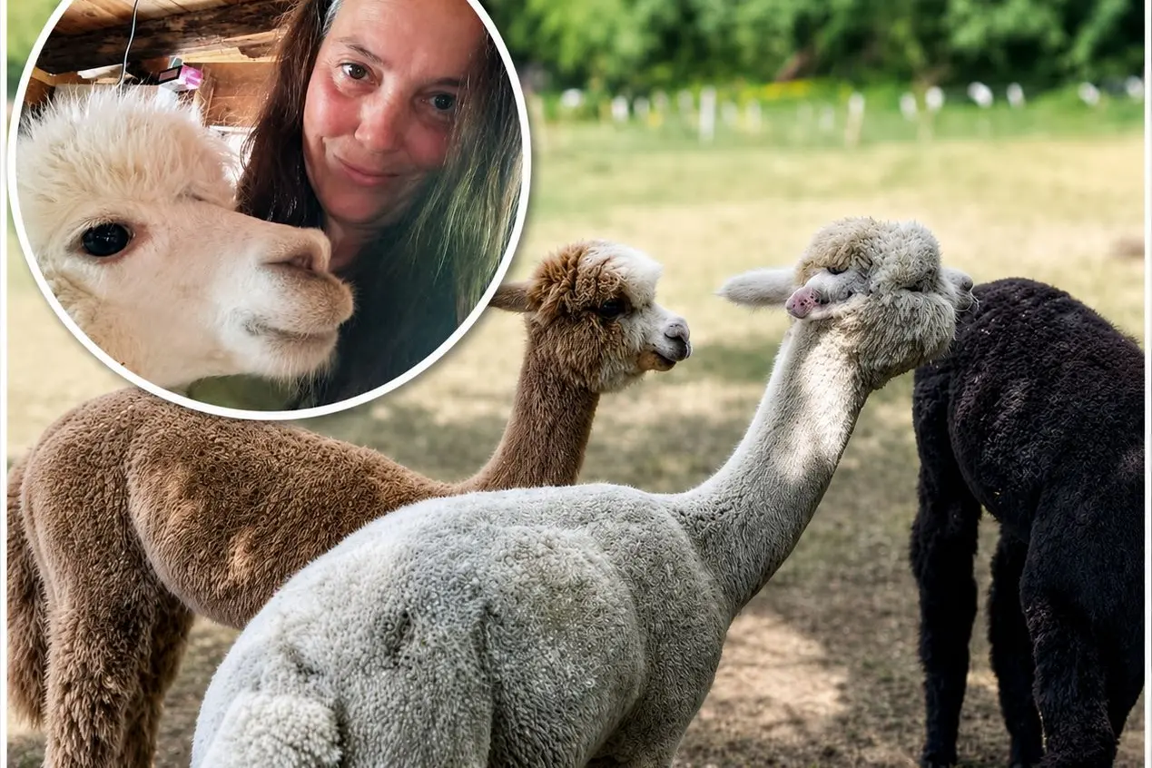 Alpaca senza prato, scatta la solidarietà