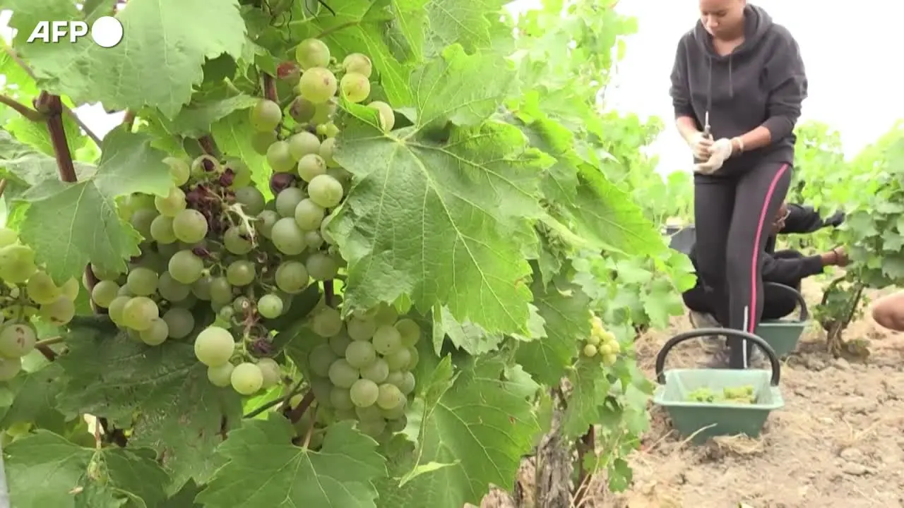 Champagne, vendemmia ultra-precoce nel 2026