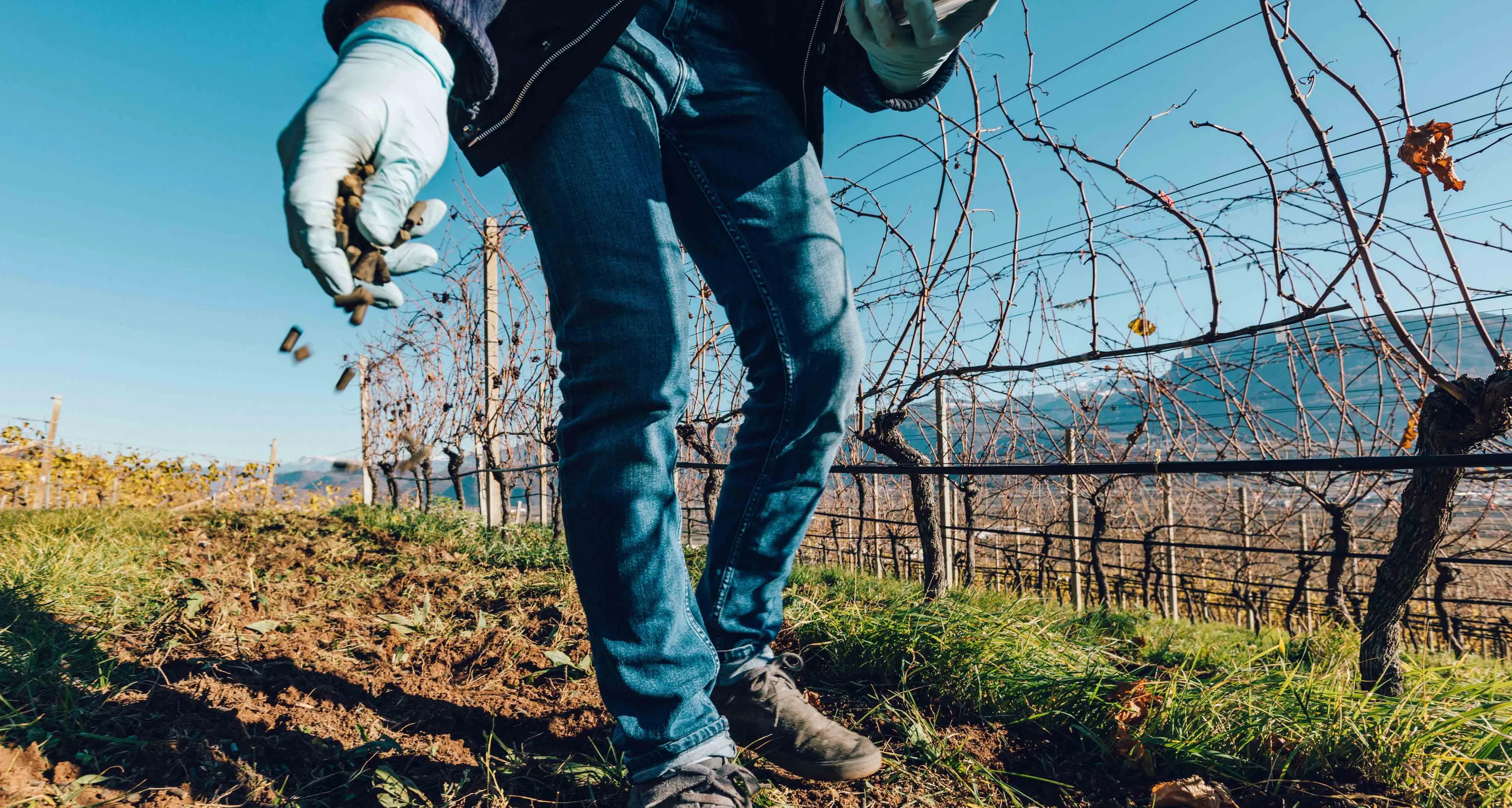Letame bovino trasformato in fertilizzanti per frutteti e vigneti