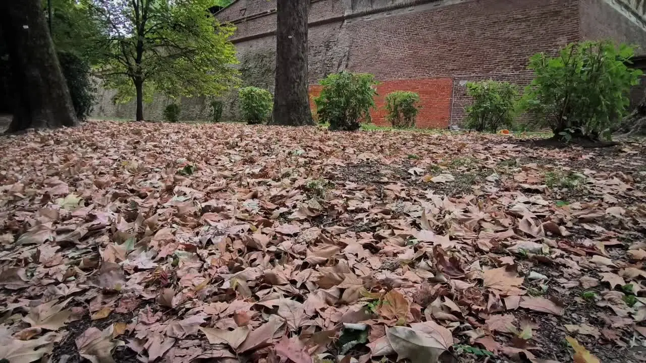 Caldo a Torino, foliage fuori stagione ai Giardini Reali