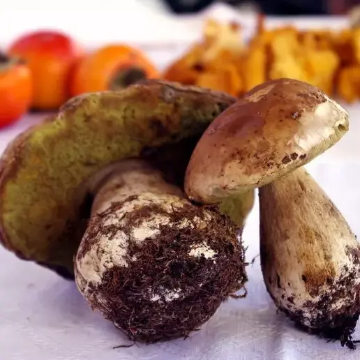 Funghi, riparte la stagione nel Triveneto: primi porcini dopo le piogge