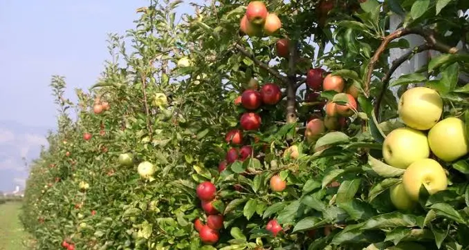 Agricoltura, Demagri: a rischio quasi 49 milioni di fondi europei