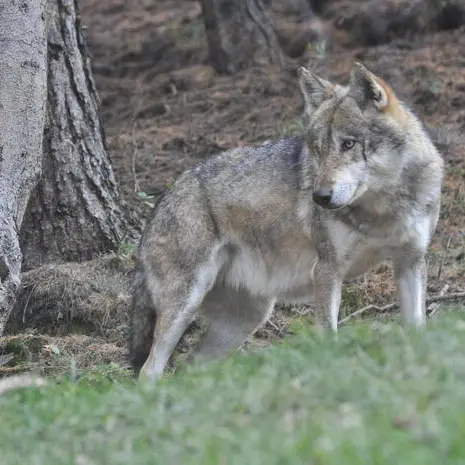 Lupi, in Tirolo crollano le predazioni dopo l’aumento degli abbattimenti