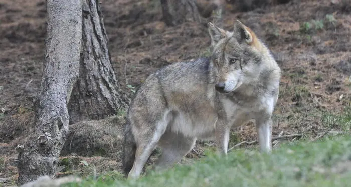 Lupi, in Tirolo crollano le predazioni dopo l’aumento degli abbattimenti