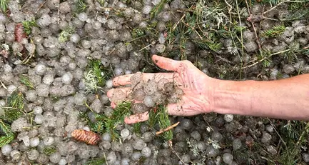 Il temporale lascia cumuli di ghiaccio nei boschi del Lagorai