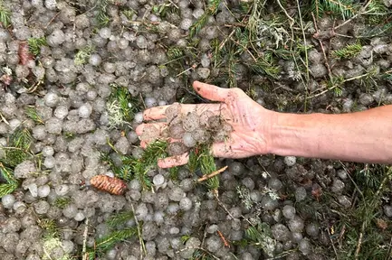 Il temporale lascia cumuli di ghiaccio nei boschi del Lagorai