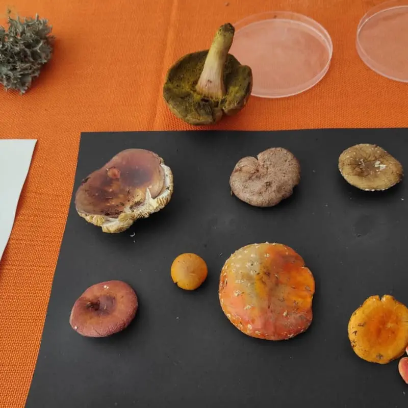 MICO-weekend sul Bondone, alla scoperta di funghi, miceli e biodiversità
